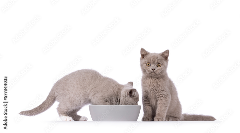 Two adorable lilac British Shorhair cat kittens, eating from and sitting beside grey food bowl. Looking towards camera. Isolated on a white background. Two adorable lilac British Shorhair cat kittens, eating from and sitting beside grey food bowl. Looking towards camera. Isolated on a white background.