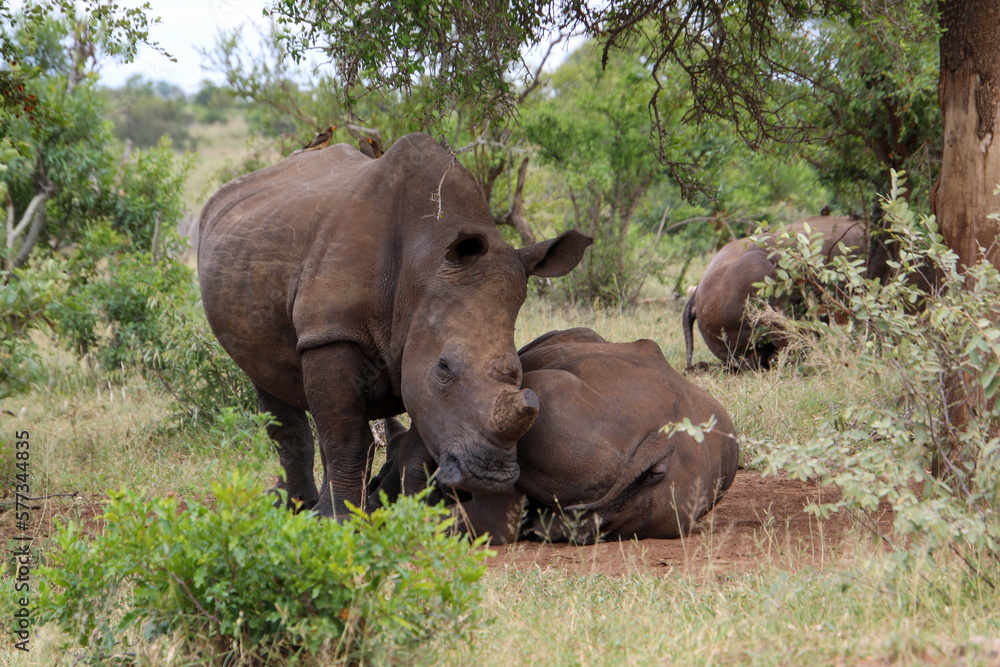 Fototapeta premium three white rhino in the wild