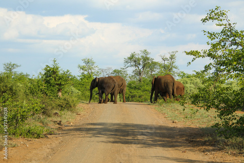 herd of elephants crossing the road before moving into the mopani trees