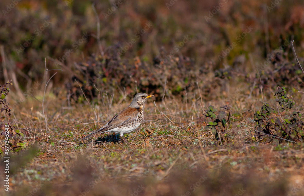 bird watching on the grass, Fieldfare, Turdus pilaris bird watching on the grass, Fieldfare, Turdus pilaris