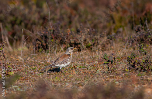 bird watching on the grass, Fieldfare, Turdus pilaris  © kenan