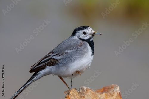 little bird watching on the ground, White Wagtail, Motacilla alba