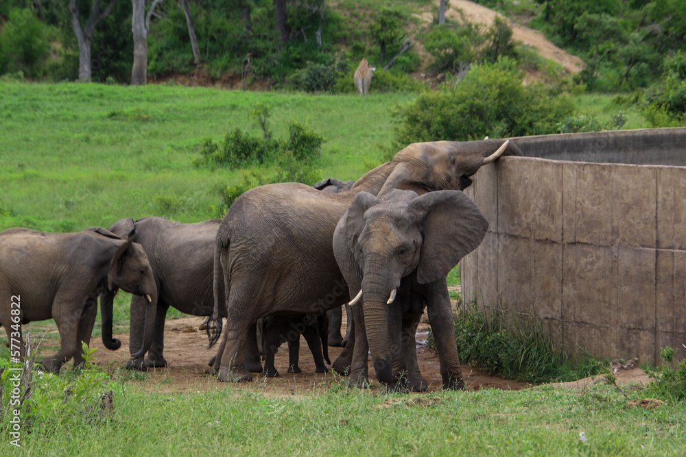 elephants family at a watering point