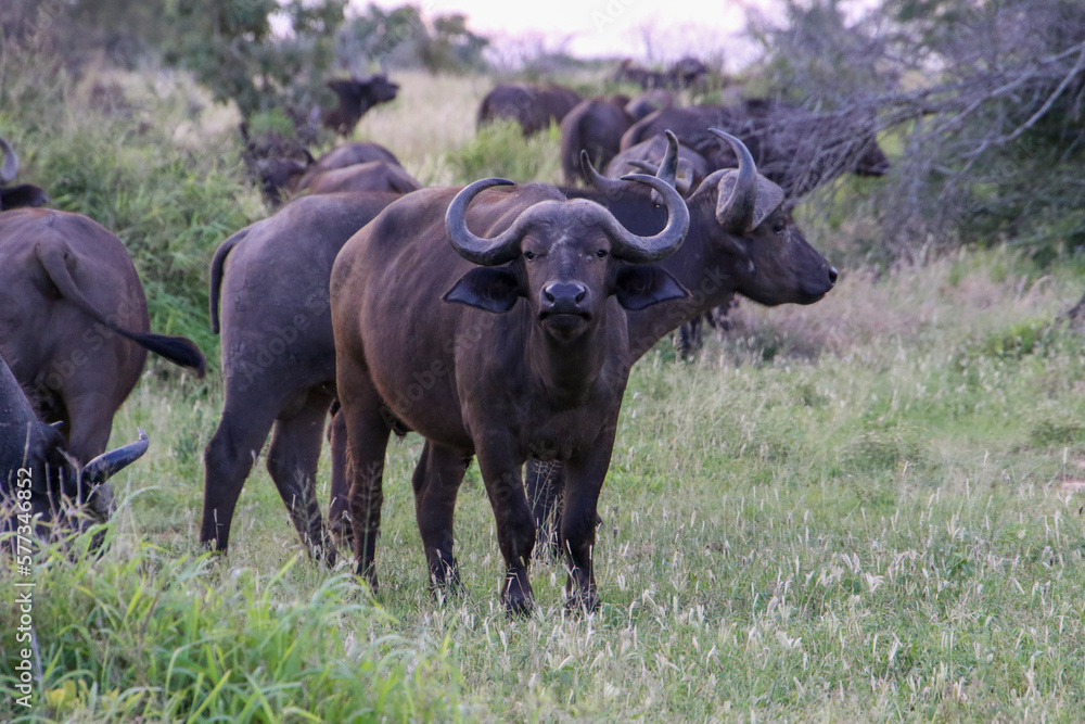 african buffalo in the wild