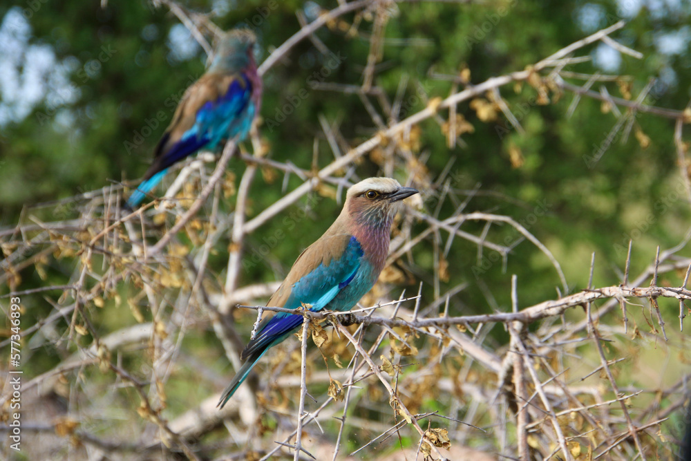 lilac breasted roller on the branch