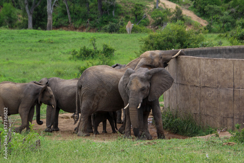 elephants family at a watering point