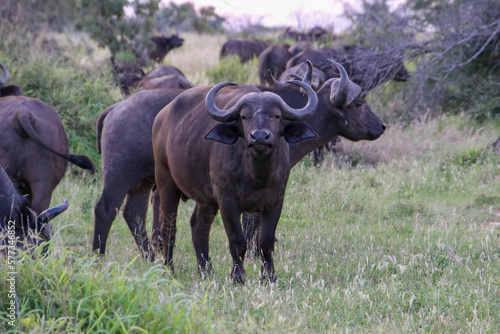 african buffalo in the wild