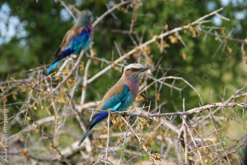 lilac breasted roller on the branch