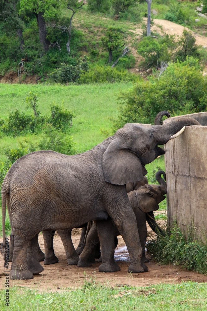 baby elephant can't reach whilst the the large elephants in the family are drinking from the watering point