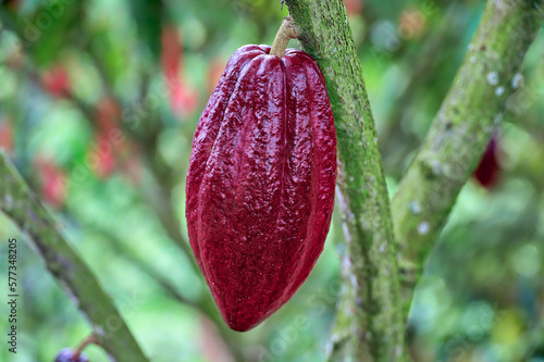 Vom Baum in die Tafel: Die Vielfalt der Kakaopflanze und ihre Bedeutung für nachhaltigen Anbau und Produktion photo
