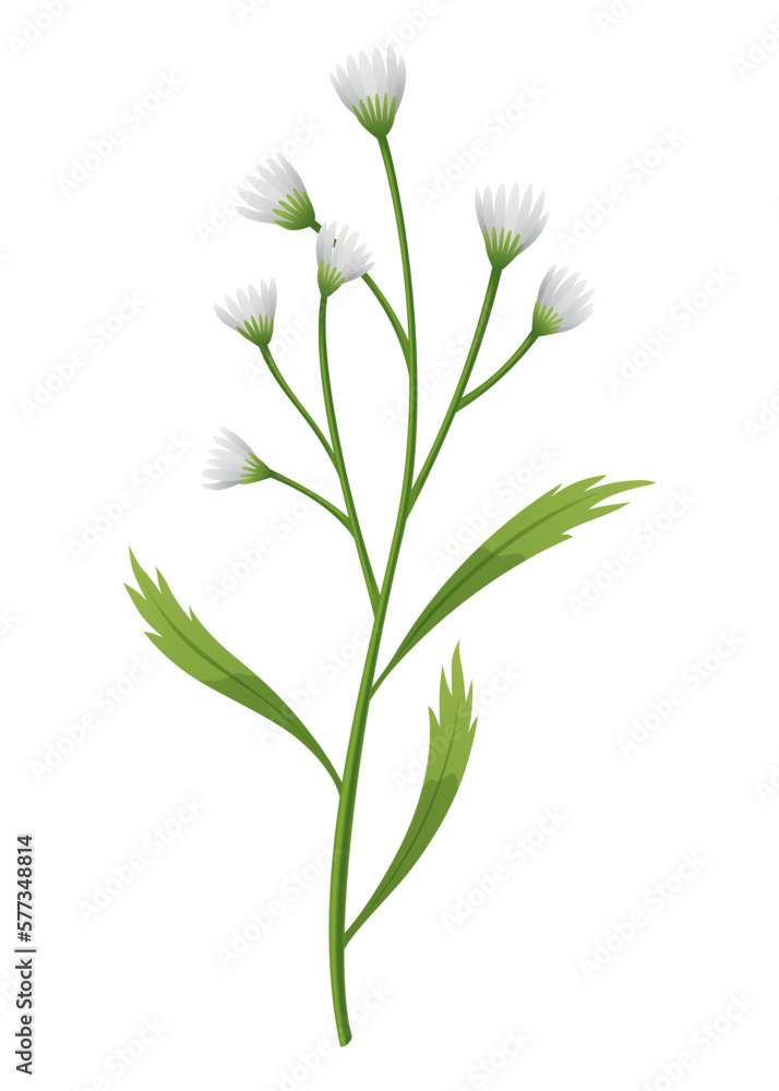 Chamomile flower. Botanical illustration of daisy. Design element for herbal tea, natural cosmetics, health care products or aromatherapy. White flower with green leaves and stem