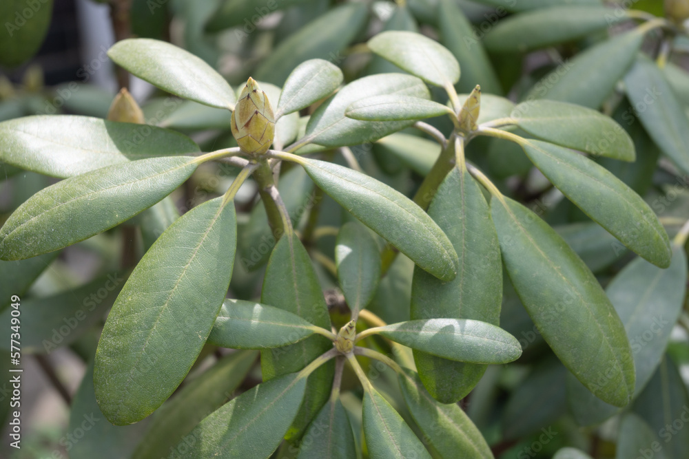 Close up rhododendron plant with nice yellow bud of flower, not opened. Gardening spring hobby Close up rhododendron plant with nice yellow bud of flower, not opened. Gardening spring hobby