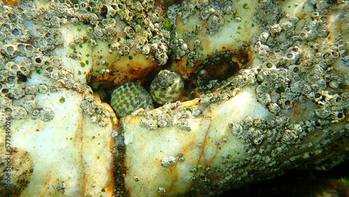 Turbinate monodont (Phorcus turbinatus) and star barnacles (Microeuraphia depressa) undersea, Aegean Sea, Greece, Halkidiki
