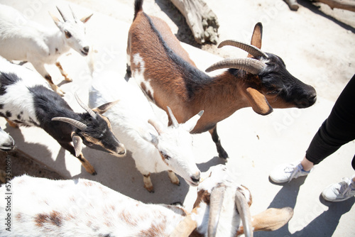a goats in the zoo in nature in the park animals