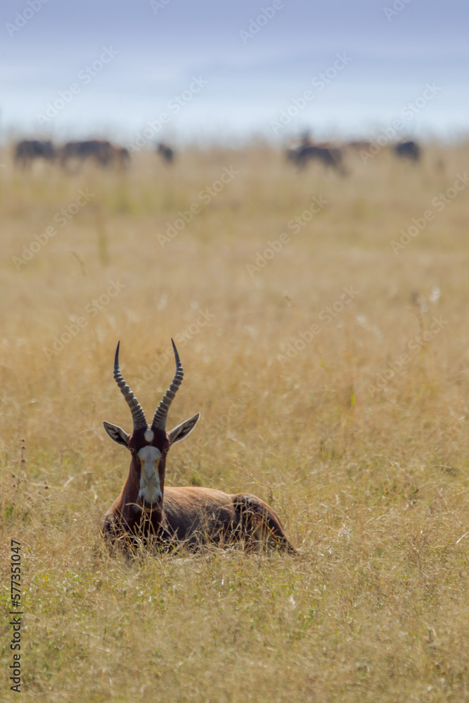 Obraz premium Safari South Africa