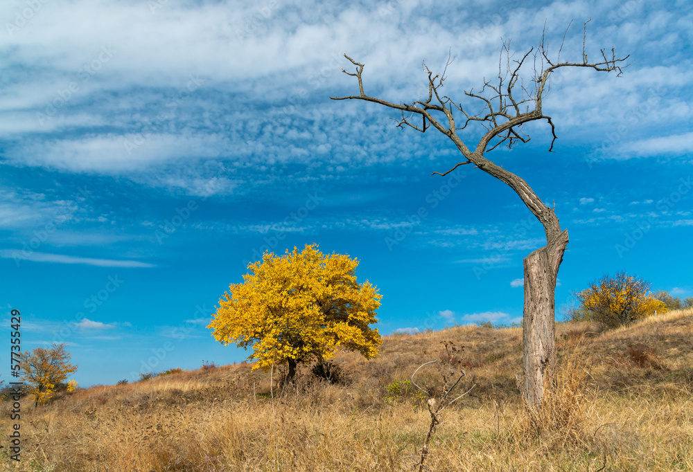 Tree with yellow leaves and dry tree against the blue sky in autumn, Ukraine Tree with yellow leaves and dry tree against the blue sky in autumn, Ukraine
