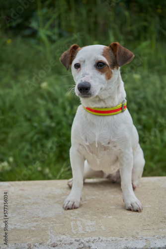 Jack Russell Terrier