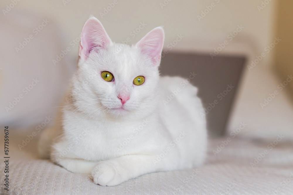 cute young white cat is lying on the couch. horizontal, blurred background
