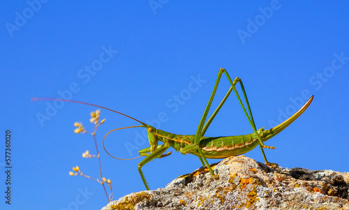 Predatory bush cricket, or the spiked magician (Saga pedo, Orthoptera), largest endangered grasshopper in Europe, Red Book photo