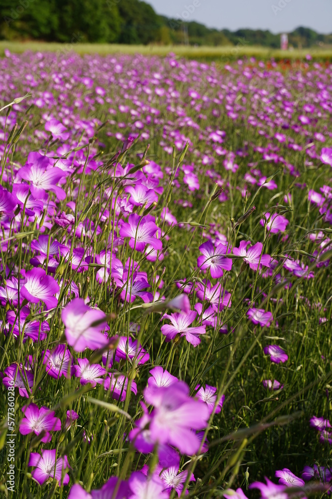 むぎなでしこ、アグロステンマ、麦なでしこ、麦撫子、紫、花、花畑、沢山、一面、可愛い、春、鴻巣、植物、自然、お花、空、野外、青空、広い、美しい、綺麗、可憐、こうのす、埼玉、日本、5月、初夏、クローズアップ、風景、景色、背景、カラフル、カラー、色とりどり、緑、葉、夕方、夕景、黄色、光、逆光、幻想的、紫の花、なでしこ、