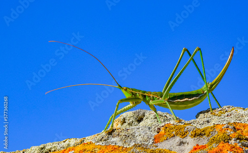 Predatory bush cricket, or the spiked magician (Saga pedo, Orthoptera), largest endangered grasshopper in Europe, Red Book photo