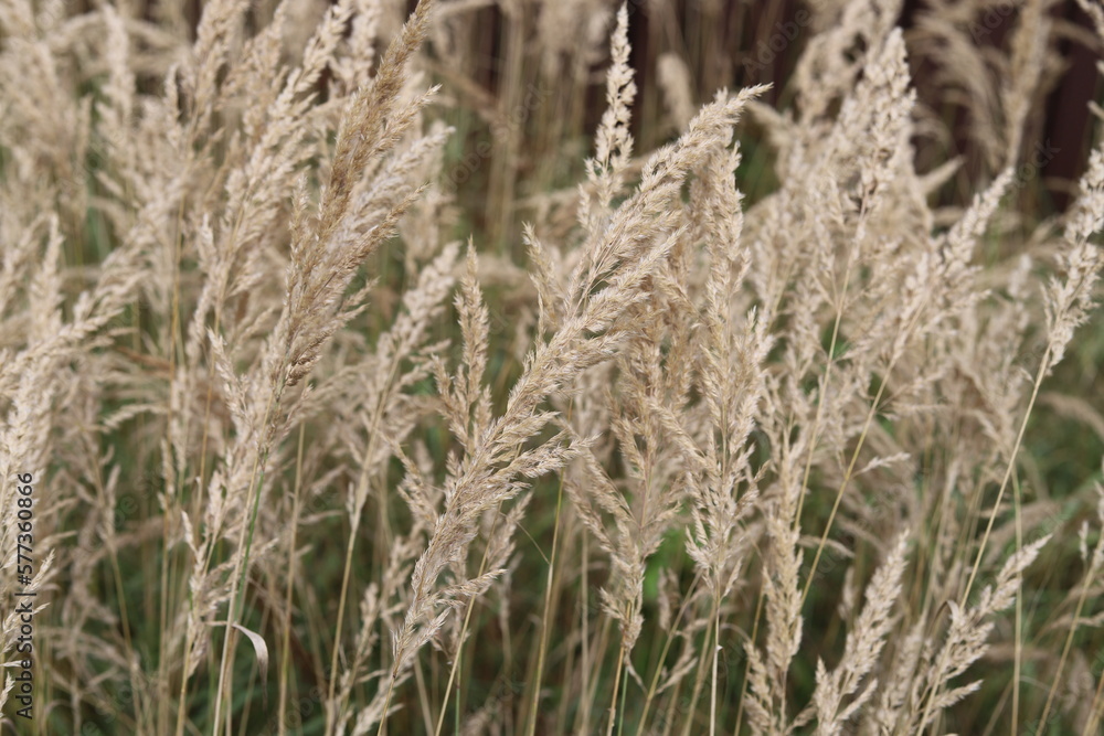 Common bent meadow grass, Agrostis capillaris. Common bent meadow grass, Agrostis capillaris.