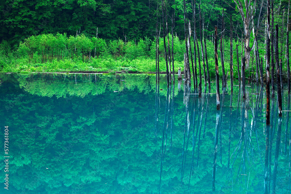 新緑とブルー沼（美瑛）
