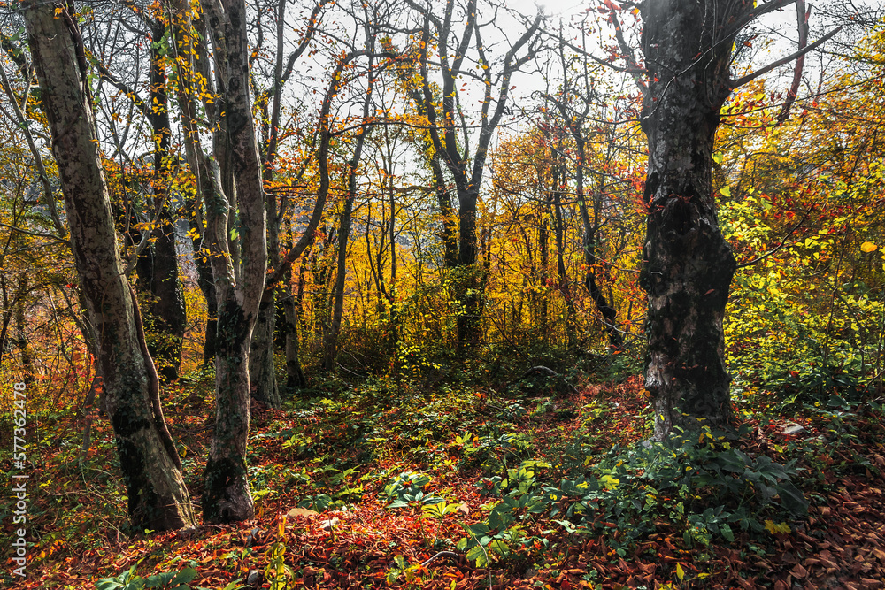 Beautiful autumn forest. Yellow, orange and brown leaves in the forest on a sunny autumn day.  Autumn forest with tall trees. Trees in the autumn forest on a bright sunny day.