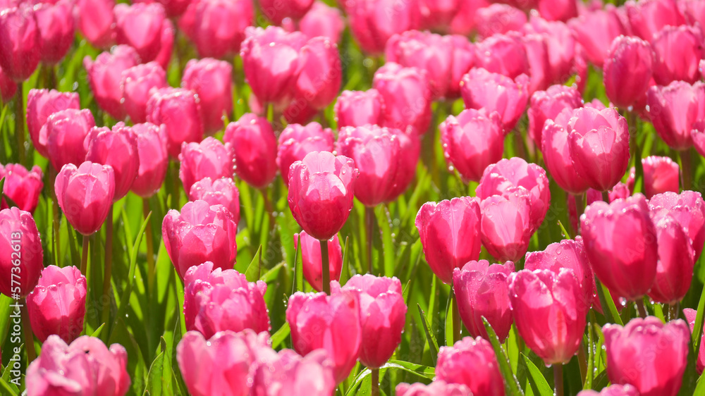 beautiful pink tulip in the garden, natural background