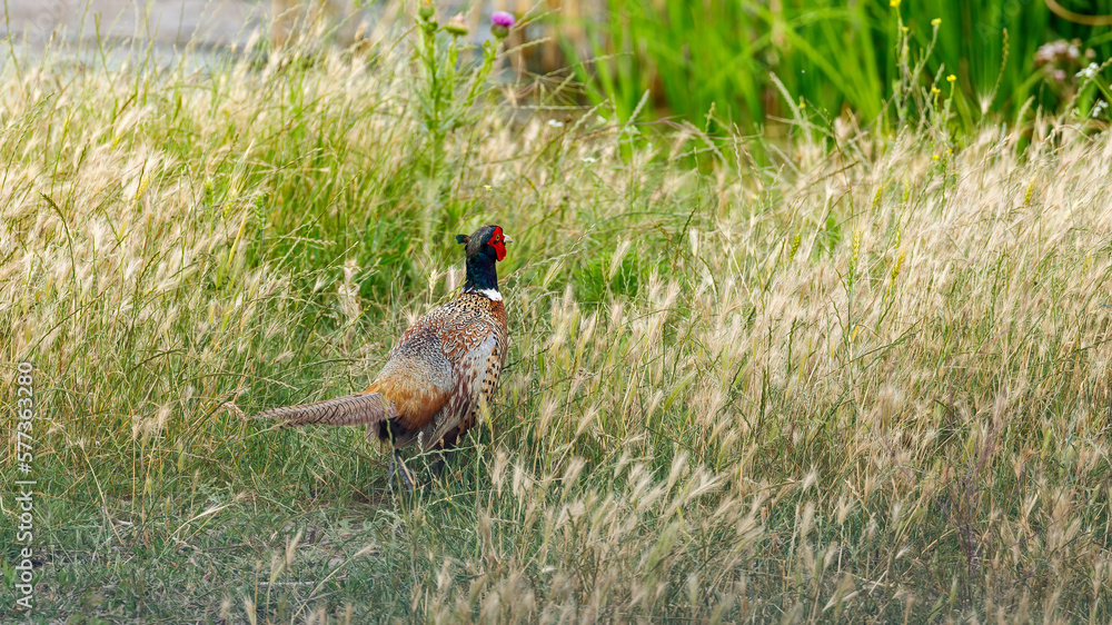 Fototapeta premium Wild Pheasant in the grassland of the Danube Delta