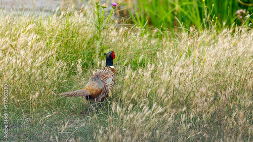 Wallpaper Mural Wild Pheasant in the grassland of the Danube Delta Torontodigital.ca