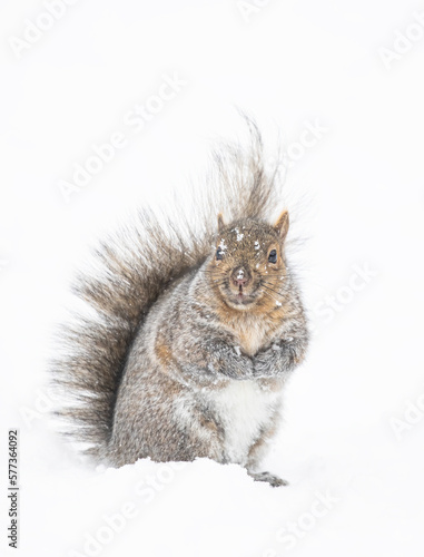 Grey squirrel posing for me in the winter snow near the Ottawa river in Canada