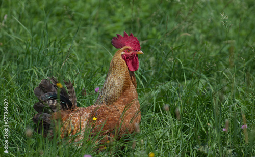 rooster on a green meadow