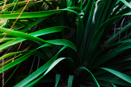 Long green grass on dark natural background Tall grasses under the wind in a summer field close up low angle view. Ecological theme, save the planet Earth concept. Fresh plants on a summer spring lawn