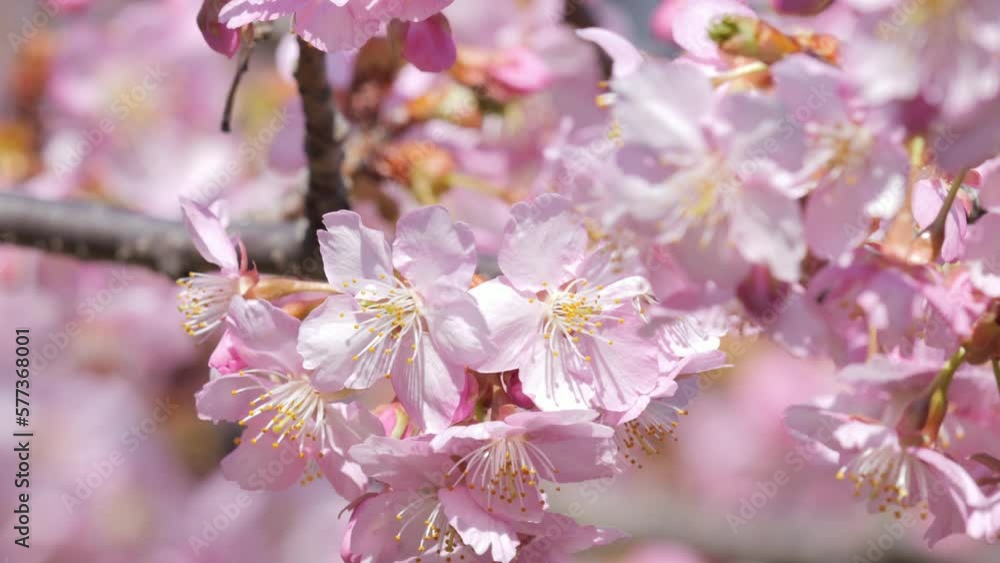 Pink cherry blossoms swaying in the wind on a sunny day Pink cherry blossoms swaying in the wind on a sunny day