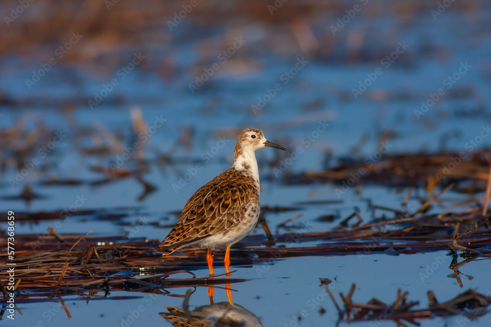 bird watching on the water, Ruff, Calidris pugnax bird watching on the water, Ruff, Calidris pugnax
