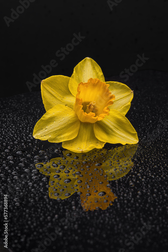 Narcissus on black background