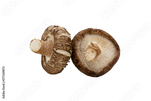 Macro closeup of two fresh shitake mushrooms isolated on transparent background png