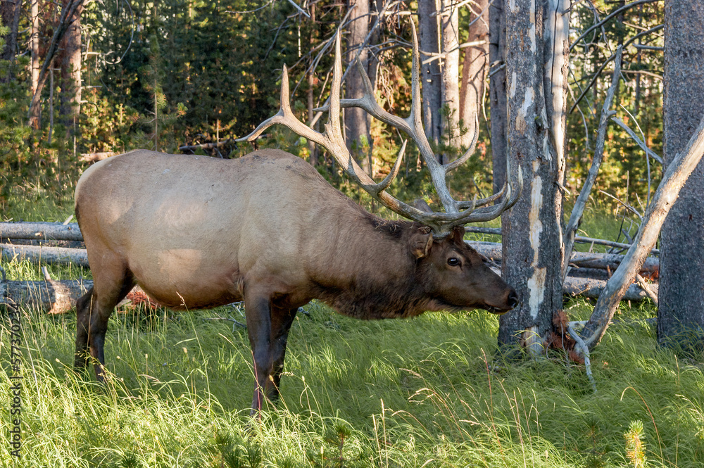 Elk (Cervus canadensis) male in Yellowstone National Park, USA Elk (Cervus canadensis) male in Yellowstone National Park, USA