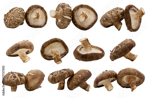 Macro closeup of set fresh shitake mushrooms isolated on transparent background png