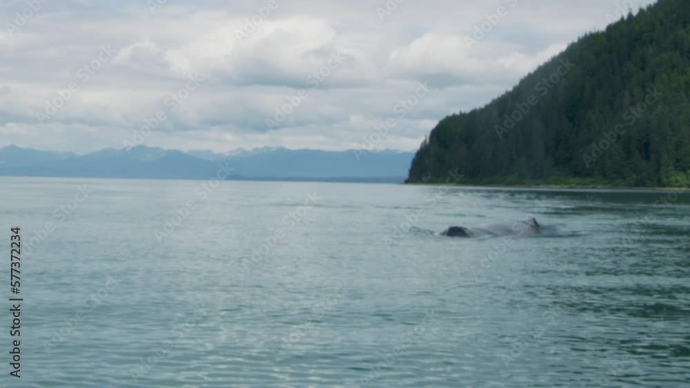 The whale swims freely in the sea, emitting water vapor as it breathes. Various landscapes in summer.Alaska, USA., 2017 The whale swims freely in the sea, emitting water vapor as it breathes. Various landscapes in summer.Alaska, USA., 2017
