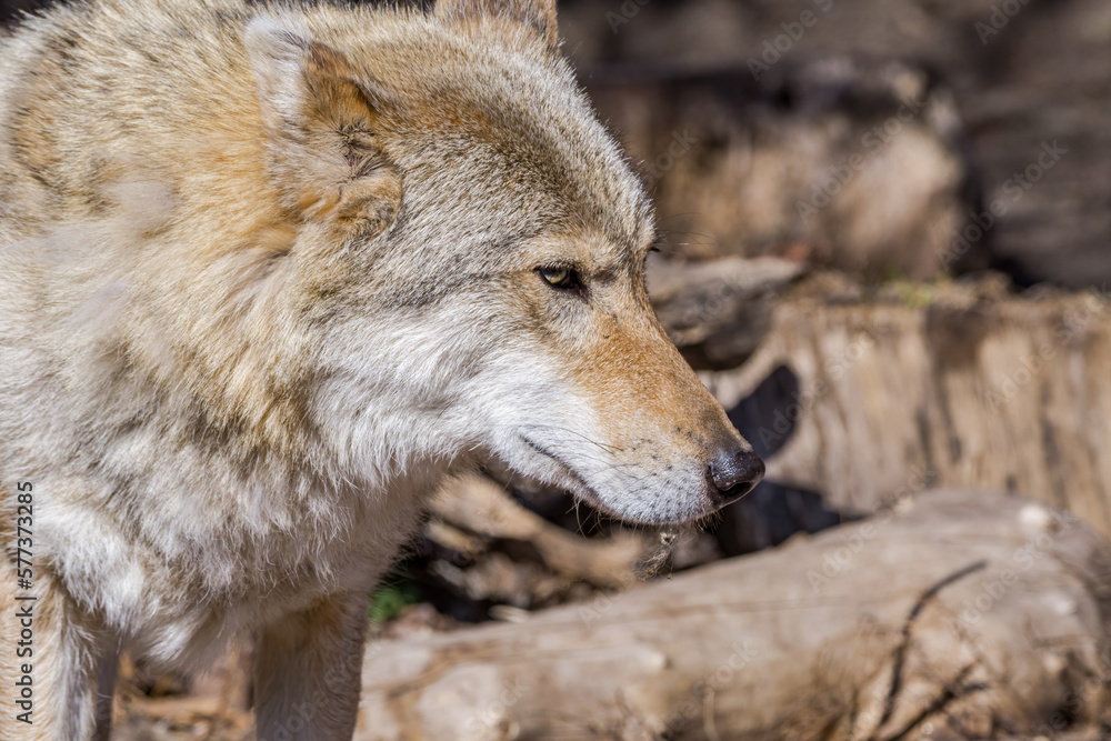 Fototapeta premium Gray Wolf (Canis lupus)