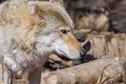 Gray Wolf  Canis lupus 