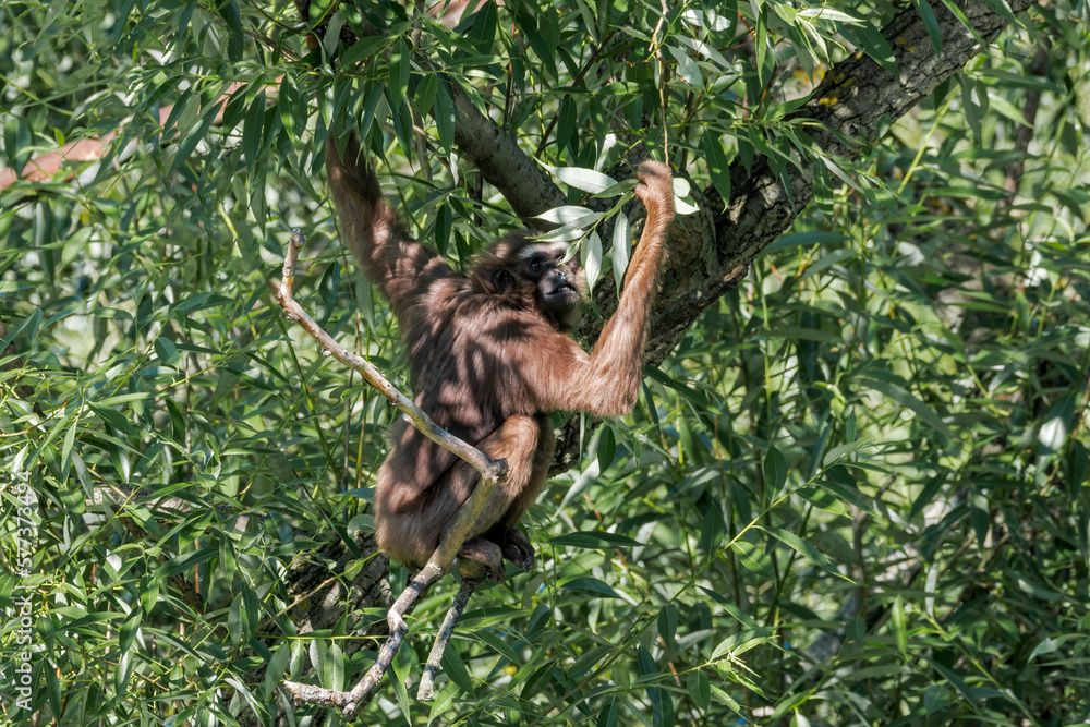 Fototapeta premium Agile Gibbon (Hylobates agilis)