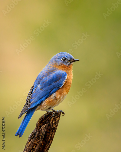 Male Eastern Bluebird in Spring courting plumage perched on a broken branch with a soft green background.