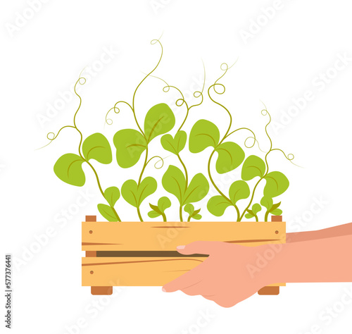 Pea microgreens in a wooden box held by hands isolated vector illustration