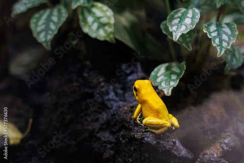 Fototapeta Naklejka Na Ścianę i Meble -  frog in aquarium