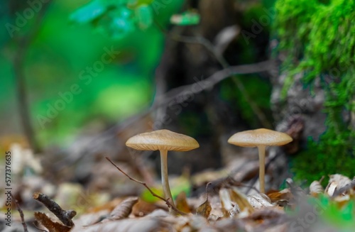 Mushrooms next to each other in a forest. Two mushrooms growing together in the wild forest.