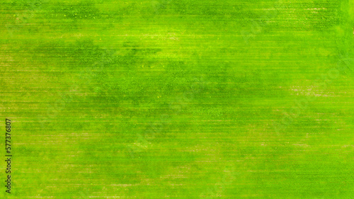 Aerial perpendicular view of green grass field.