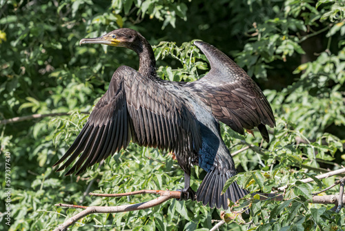 Great Cormorant (Phalacrocorax carbo) on pond